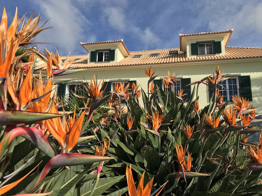 Madeira Urlaub Blumen